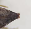 Leiopus sp.